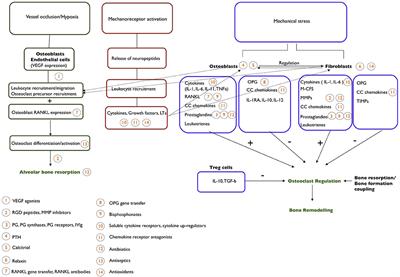 The Potential Use of Pharmacological Agents to Modulate Orthodontic Tooth Movement (OTM)